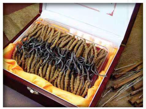 湖州冬虫夏草回收